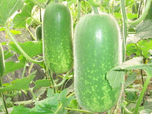 酷拽吃瓜图片大全,捕捉网络热门瞬间