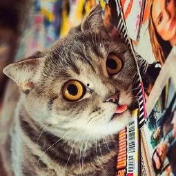 吐舌吃瓜的群众,揭秘网络围观现象背后的心理奥秘