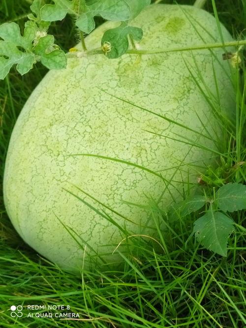 地里面可以吃的瓜